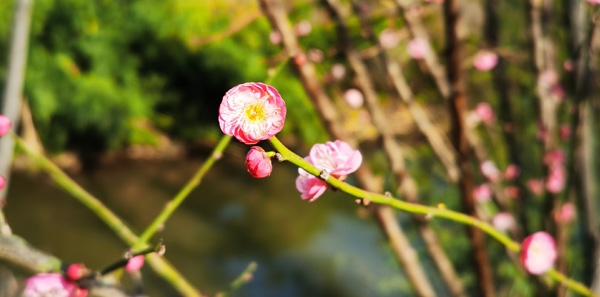 廣福園陵-園區(qū)環(huán)境